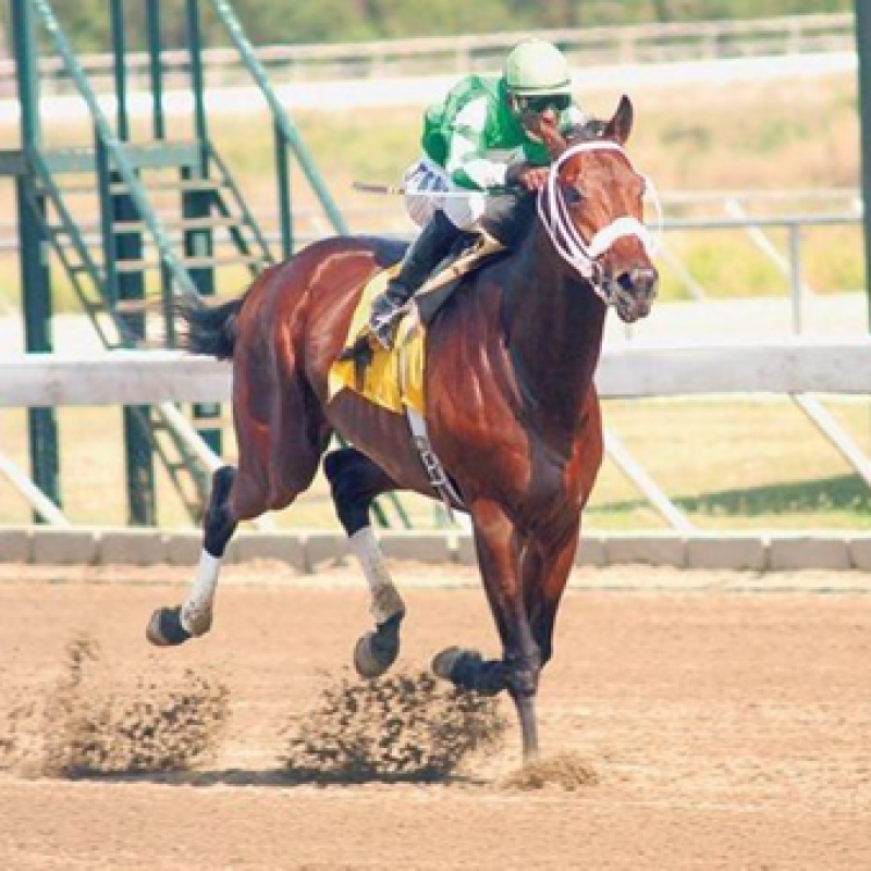 Sicótico en una de sus carreras.